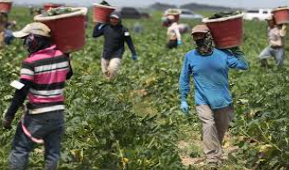 The image shows men working in the agriculture field, holding produce above their heads.